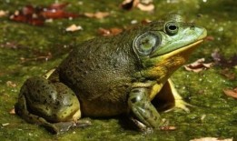 养殖牛蛙爆料图片真实视频,真实图片与视频曝光